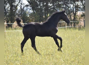 Danese, Giumenta, 1 Anno, 174 cm, Morello