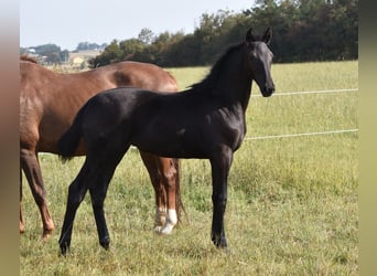 Danese, Giumenta, 1 Anno, 174 cm, Morello