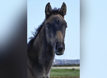 Danese, Giumenta, 1 Anno, Grigio