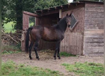 Danese, Giumenta, 2 Anni, 167 cm, Baio scuro