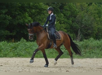 Danese, Giumenta, 2 Anni, 170 cm, Baio