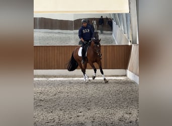 Danese, Giumenta, 4 Anni, 168 cm, Baio