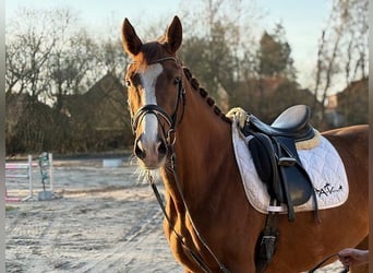 Danese, Giumenta, 4 Anni, Sauro