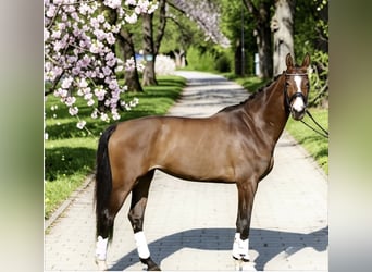 Danese, Giumenta, 5 Anni, 172 cm, Baio