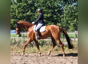 Danese, Giumenta, 7 Anni, 176 cm, Sauro