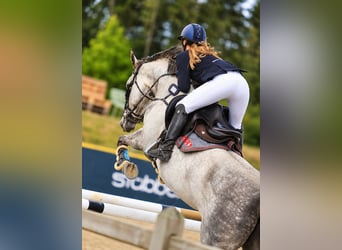Danese, Giumenta, 8 Anni, 165 cm, Grigio