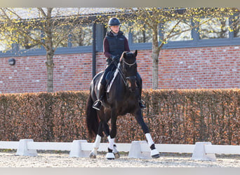 Danese, Giumenta, 9 Anni, 175 cm, Baio scuro