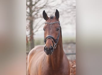 Danese, Stallone, 5 Anni, 174 cm, Baio