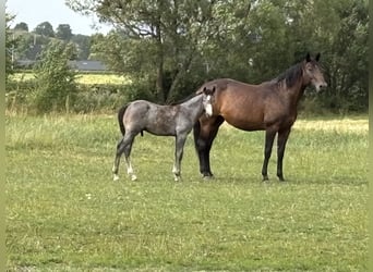 Danese, Stallone, Puledri (04/2026), 170 cm, Grigio