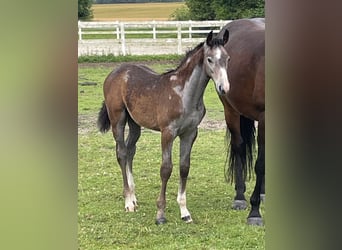 Danese, Stallone, Puledri (04/2026), 170 cm, Grigio