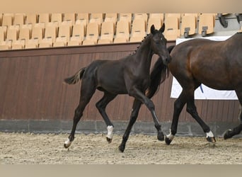 Danese, Stallone, Puledri (04/2025)