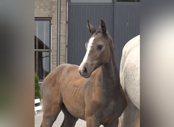 Danese, Stallone, Puledri (04/2026), Grigio