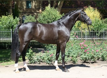 Westphalian, Stallion, 9 years, 16.1 hh, Black