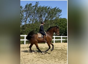 Danish Warmblood, Gelding, 10 years, 16.2 hh, Brown