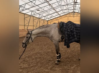 Danish Warmblood, Gelding, 10 years, 16,2 hh, Gray