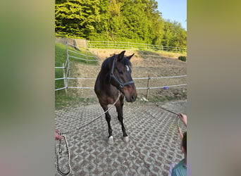 Danish Warmblood, Gelding, 10 years, 16 hh, Bay-Dark