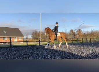 Danish Warmblood, Gelding, 10 years, 17,1 hh, Chestnut-Red