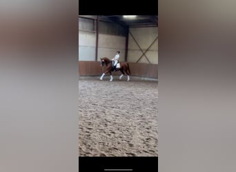 Danish Warmblood, Gelding, 10 years, 17,1 hh, Chestnut-Red