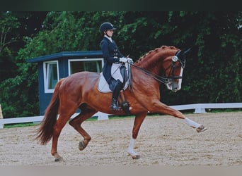 Danish Warmblood, Gelding, 10 years, 18 hh, Chestnut-Red