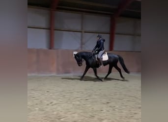 Danish Warmblood, Gelding, 11 years, 16.1 hh, Bay-Dark