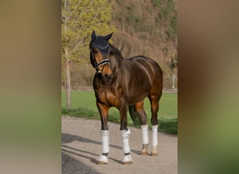 Danish Warmblood, Gelding, 11 years, 16.1 hh, Bay-Dark