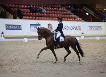 Danish Warmblood, Gelding, 11 years, 16,1 hh, Chestnut