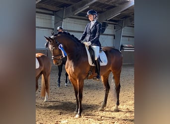 Danish Warmblood, Gelding, 11 years, 16,2 hh, Brown