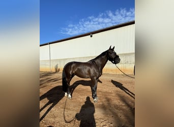 Danish Warmblood, Gelding, 11 years, 17 hh, Black