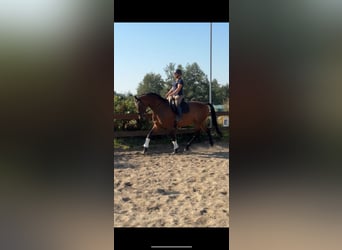 Danish Warmblood, Gelding, 11 years, 17 hh, Brown