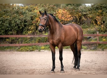 Danish Warmblood, Gelding, 11 years, 17 hh, Brown