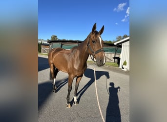 Danish Warmblood, Gelding, 12 years, 16.2 hh, Brown