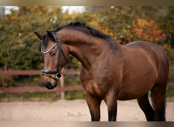 Danish Warmblood, Gelding, 12 years, 17 hh, Brown