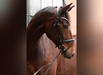 Danish Warmblood, Gelding, 12 years, 17,1 hh, Brown