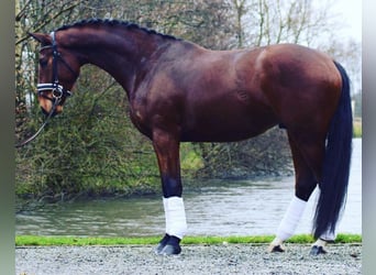 Danish Warmblood, Gelding, 13 years, 16.2 hh, Chestnut