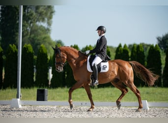 Danish Warmblood, Gelding, 13 years, 16.2 hh, Chestnut-Red