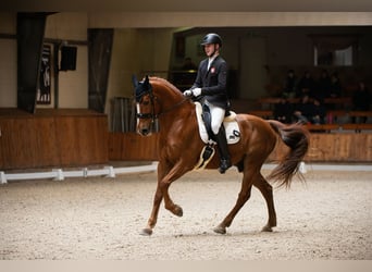 Danish Warmblood, Gelding, 13 years, 16.2 hh, Chestnut-Red