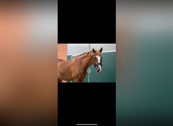 Danish Warmblood, Gelding, 13 years, 17 hh