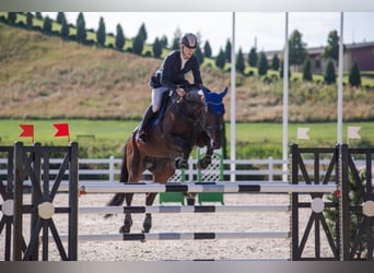 Danish Warmblood, Gelding, 13 years, Bay-Dark
