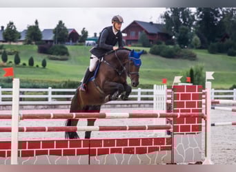 Danish Warmblood, Gelding, 13 years, Bay-Dark