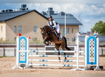 Danish Warmblood, Gelding, 14 years, 16 hh, Bay-Dark