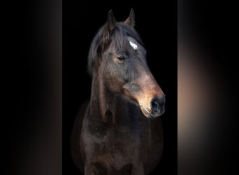 Danish Warmblood, Gelding, 14 years, 16,1 hh, Bay-Dark