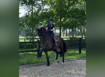 Danish Warmblood, Gelding, 15 years, 16.3 hh, Chestnut