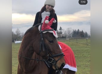 Danish Warmblood, Gelding, 15 years, 16,1 hh, Brown