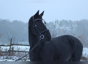 Danish Warmblood, Gelding, 15 years, 16,2 hh, Black