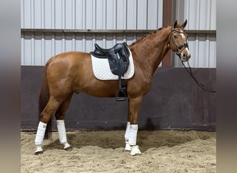 Danish Warmblood, Gelding, 16 years, 16.2 hh, Chestnut-Red