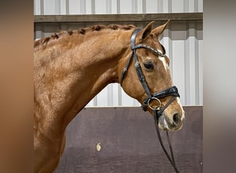 Danish Warmblood, Gelding, 16 years, 16.2 hh, Chestnut-Red