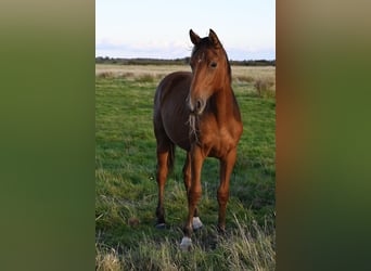 Danish Warmblood, Gelding, 1 year, 16,1 hh, Brown