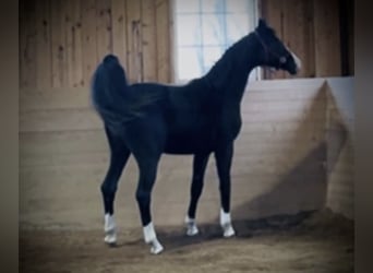 Danish Warmblood, Gelding, 2 years, 16.1 hh, Black