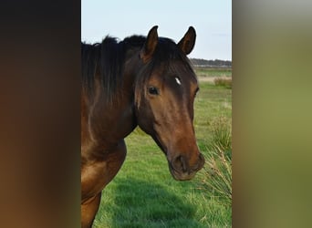 Danish Warmblood, Gelding, 2 years, 16.2 hh, Brown