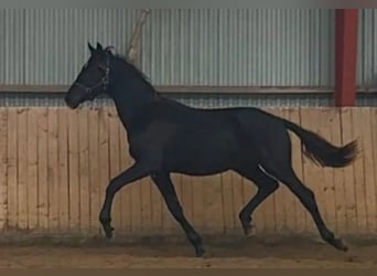 Danish Warmblood, Gelding, 2 years, 16.3 hh, Black